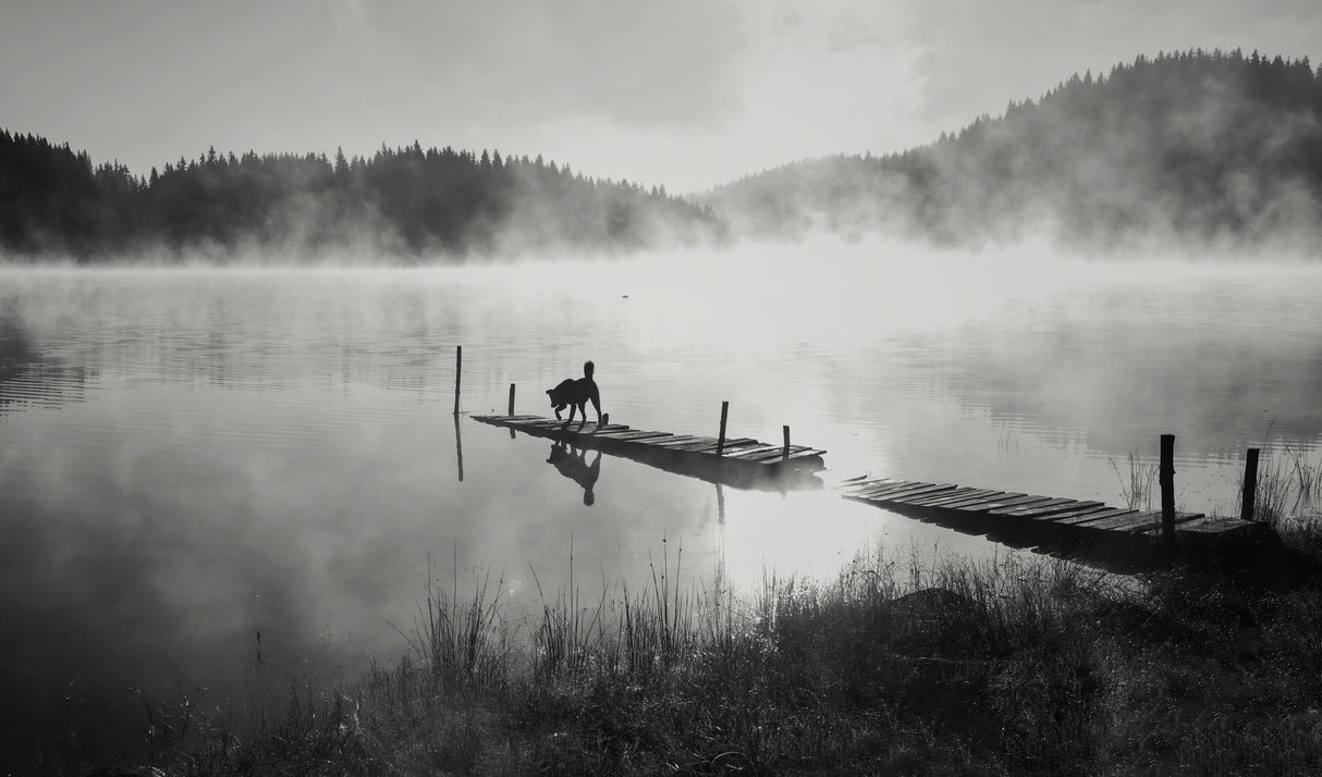 In the fog ... Poster och Canvastavla