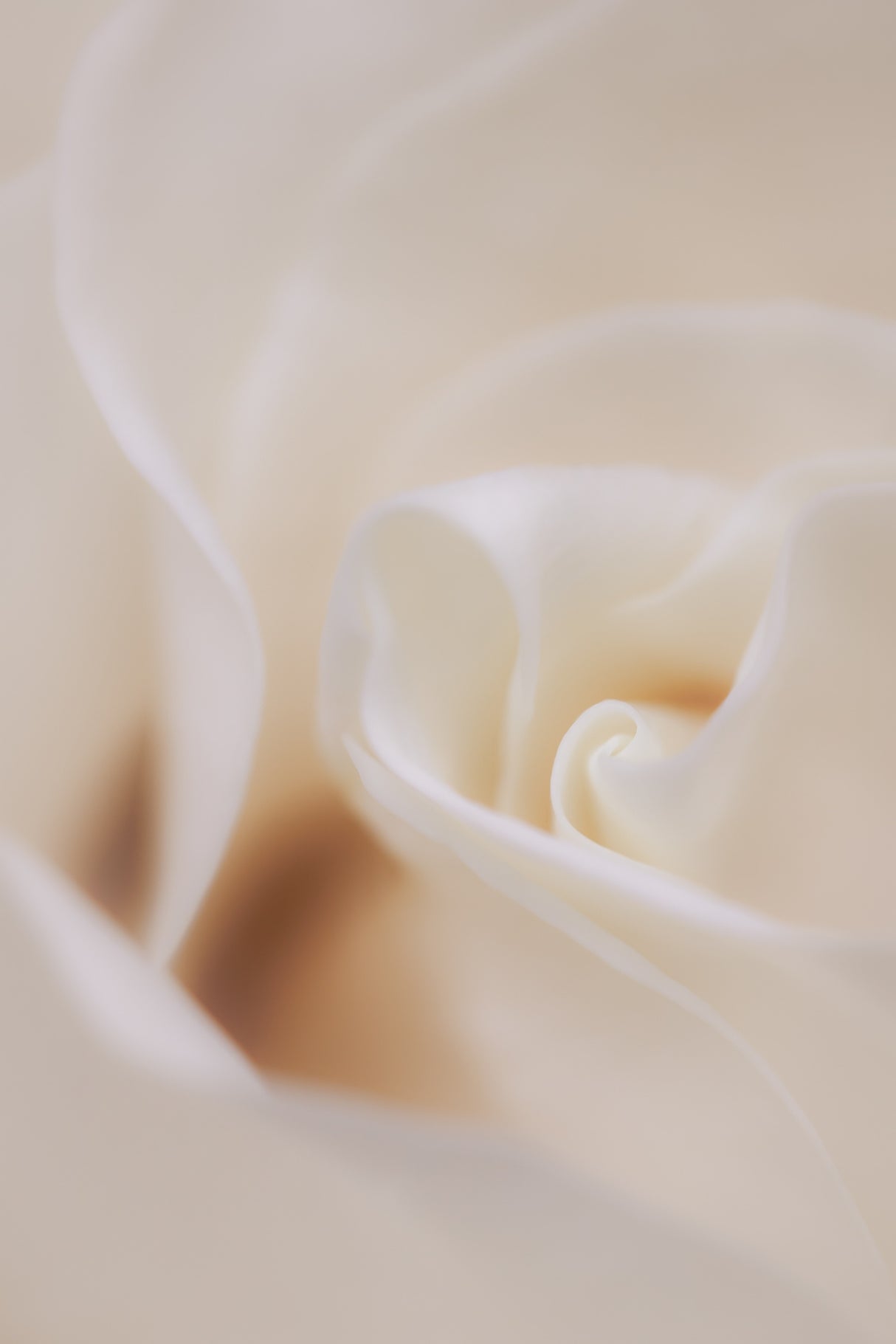 Soft Dreamy White Rose Poster och Canvastavla