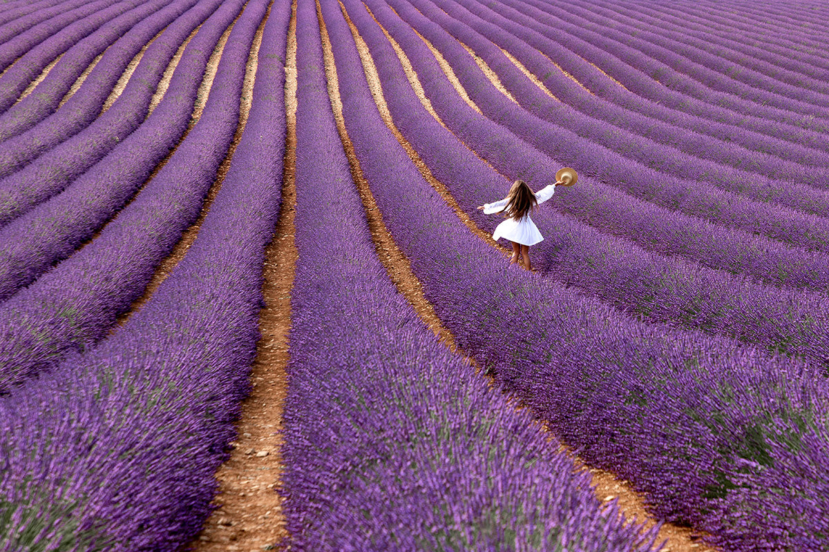 Violet Poster och Canvastavla
