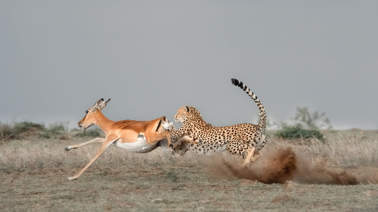 Cheetah is catching a thomson Poster och Canvastavla