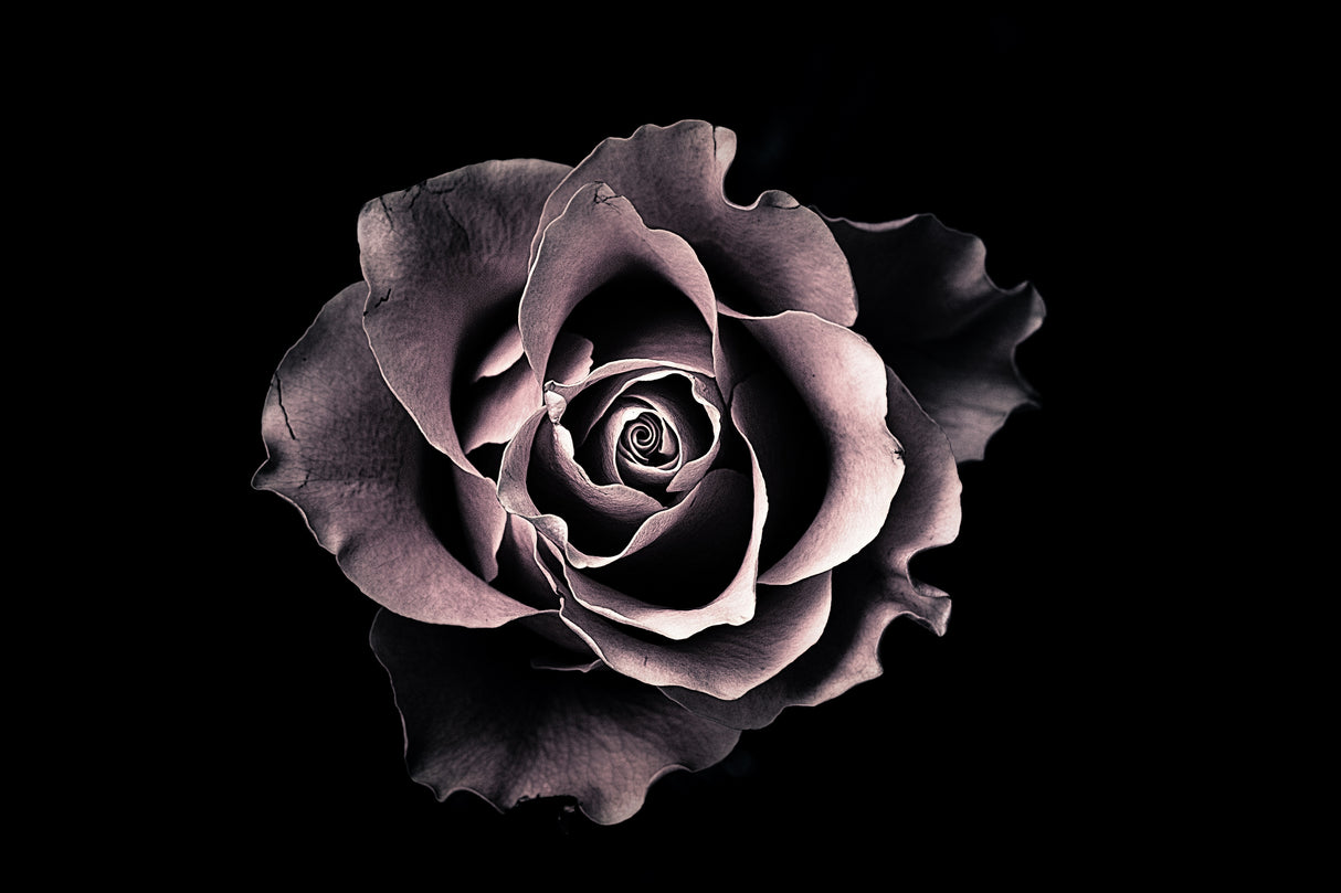 Rose Poster och Canvastavla