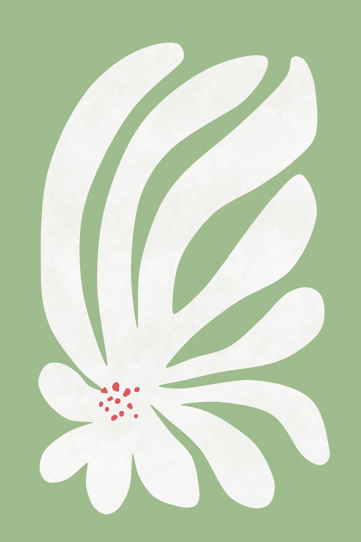 White Chrysanthemum Flower Poster och Canvastavla