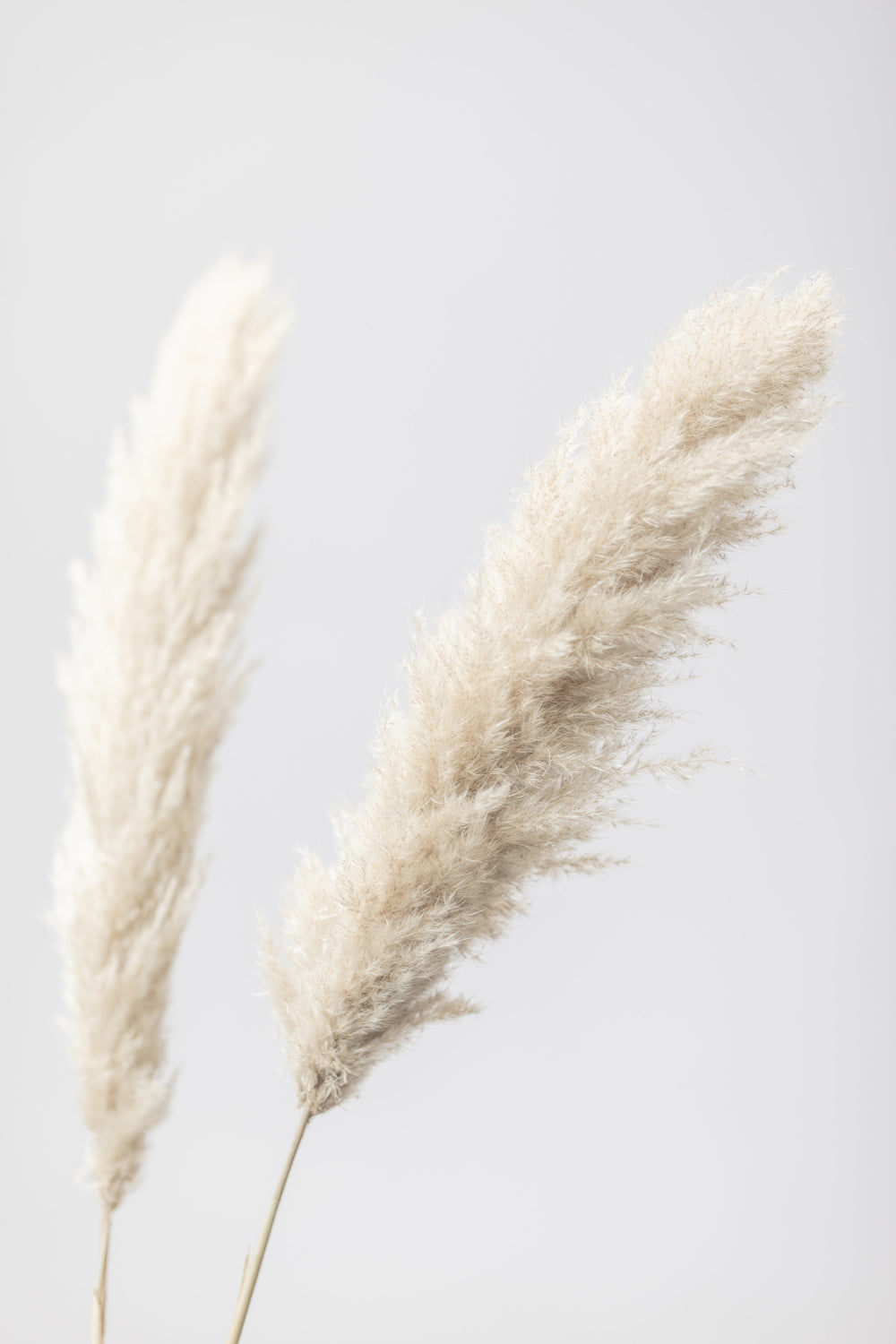 Pampas Grass Grey 12 Poster och Canvastavla