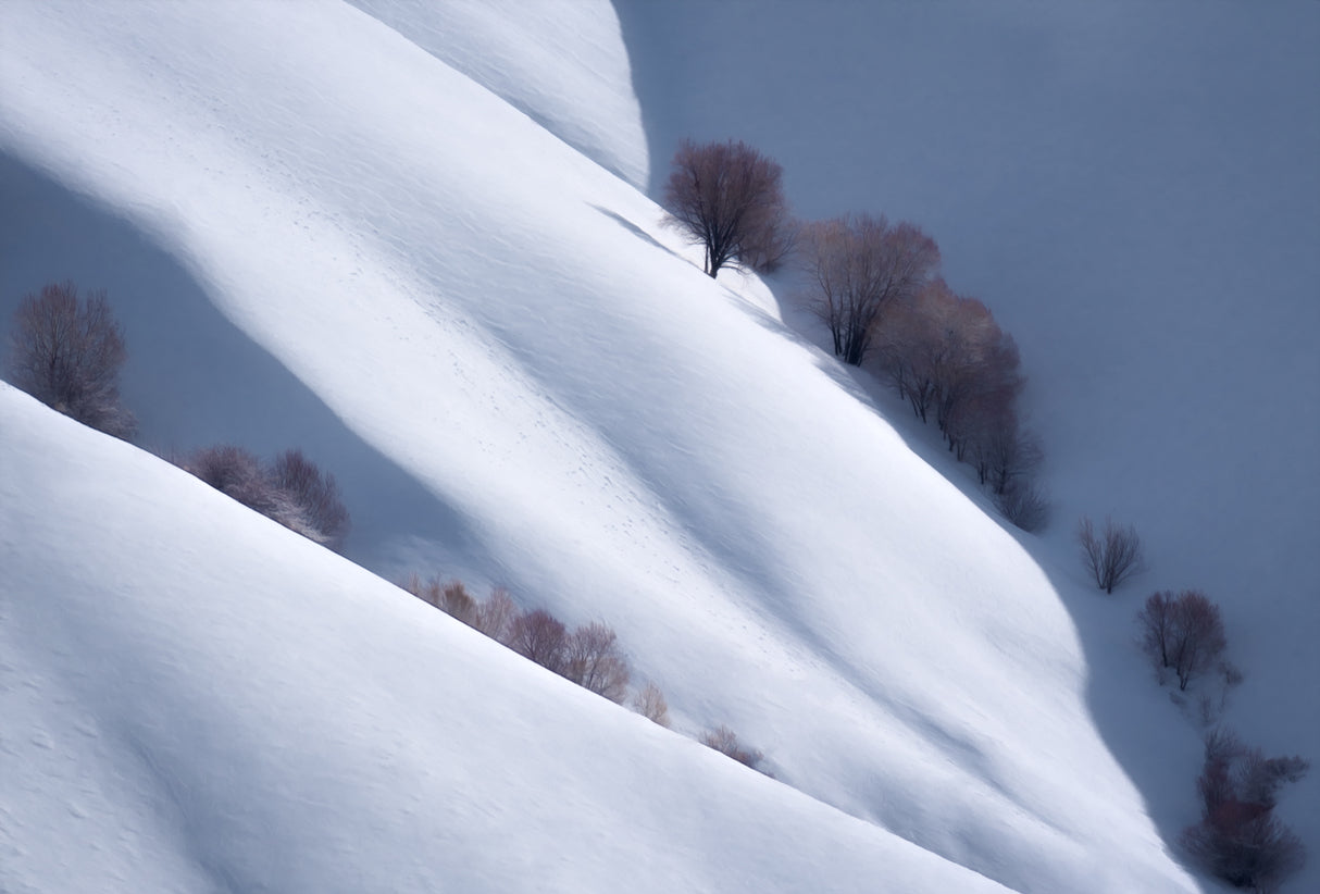 Trees and Pure Snow Poster och Canvastavla