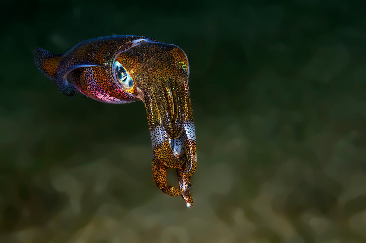 Squid Poster och Canvastavla
