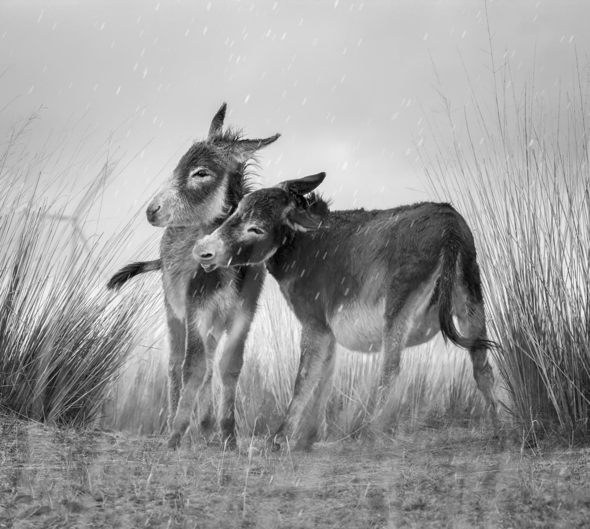 Burros in rainfall Poster och Canvastavla