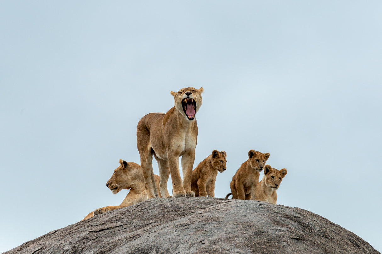 The family Poster och Canvastavla