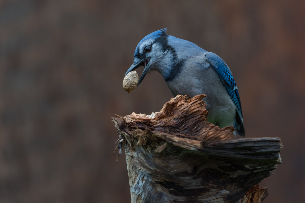 Blue jay provision for autumn Poster och Canvastavla