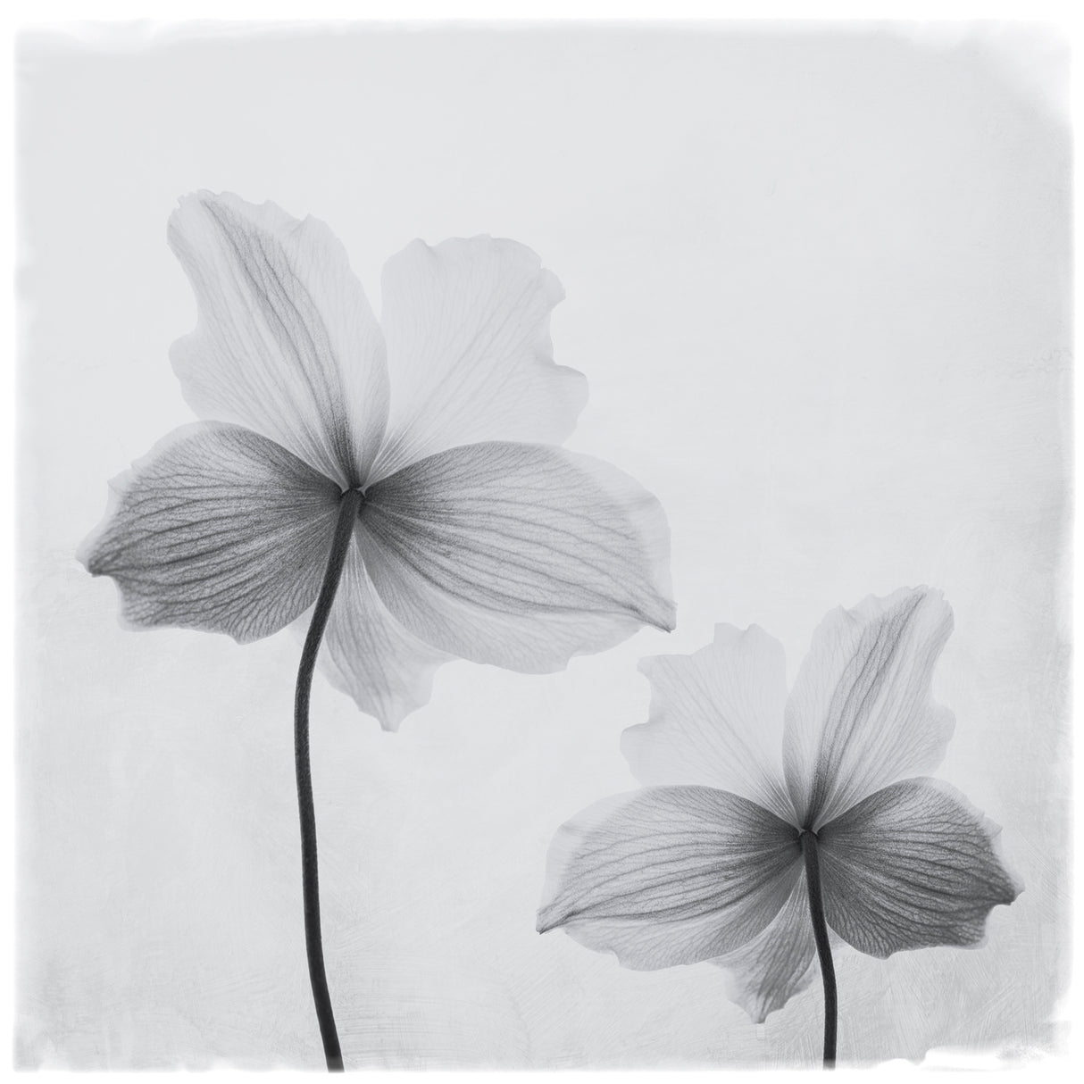 Anemone hupehensis Poster och Canvastavla