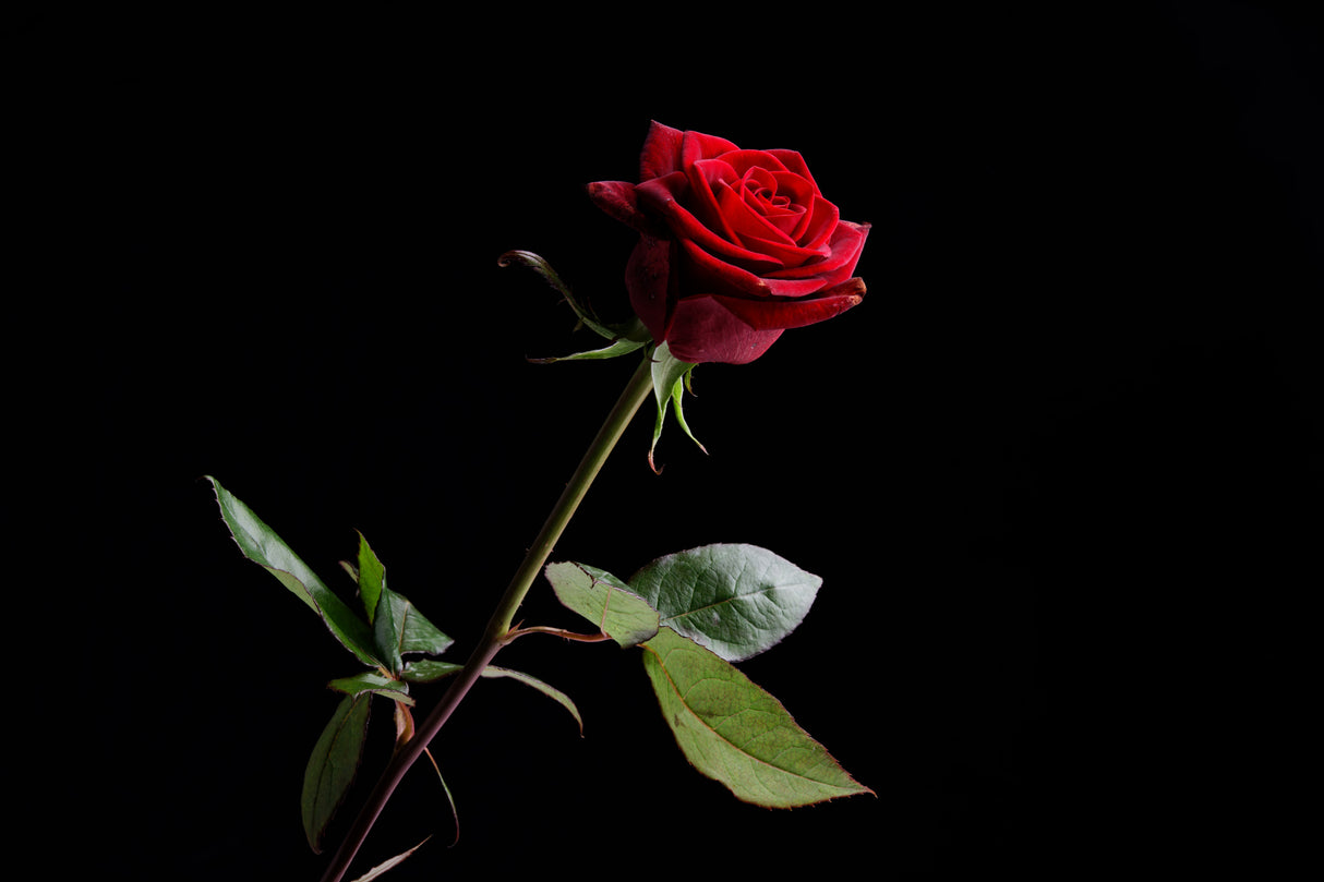 red rose Poster och Canvastavla