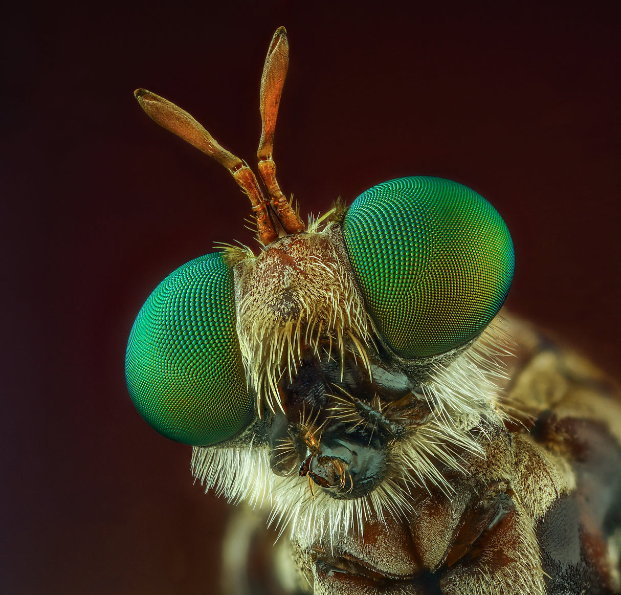 Robberfly Poster och Canvastavla