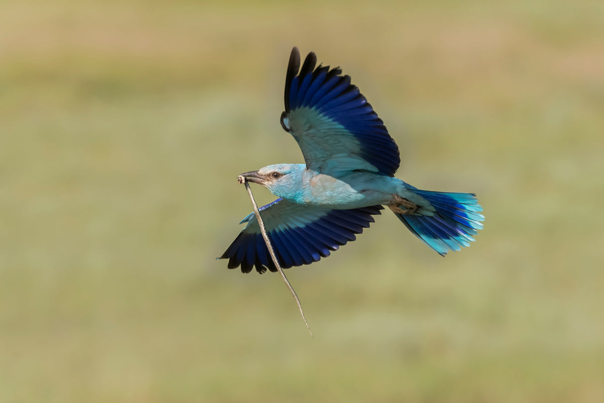 European Roller caught a snake Poster och Canvastavla