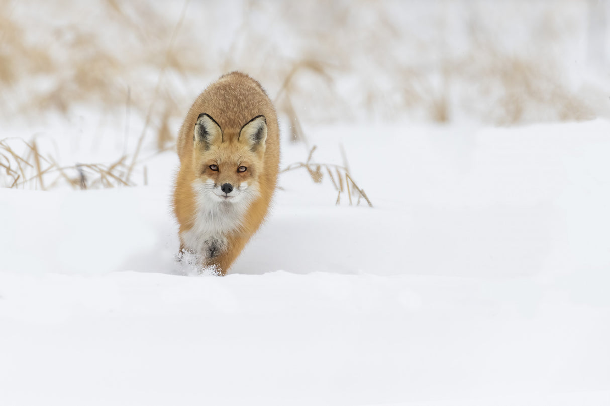 Fox hunting in winter Poster och Canvastavla