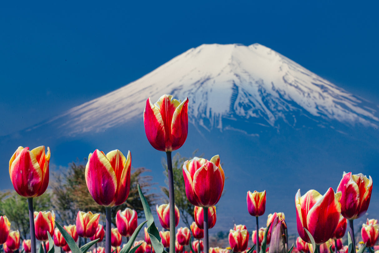 Tulips and Mt. Fuji Poster och Canvastavla