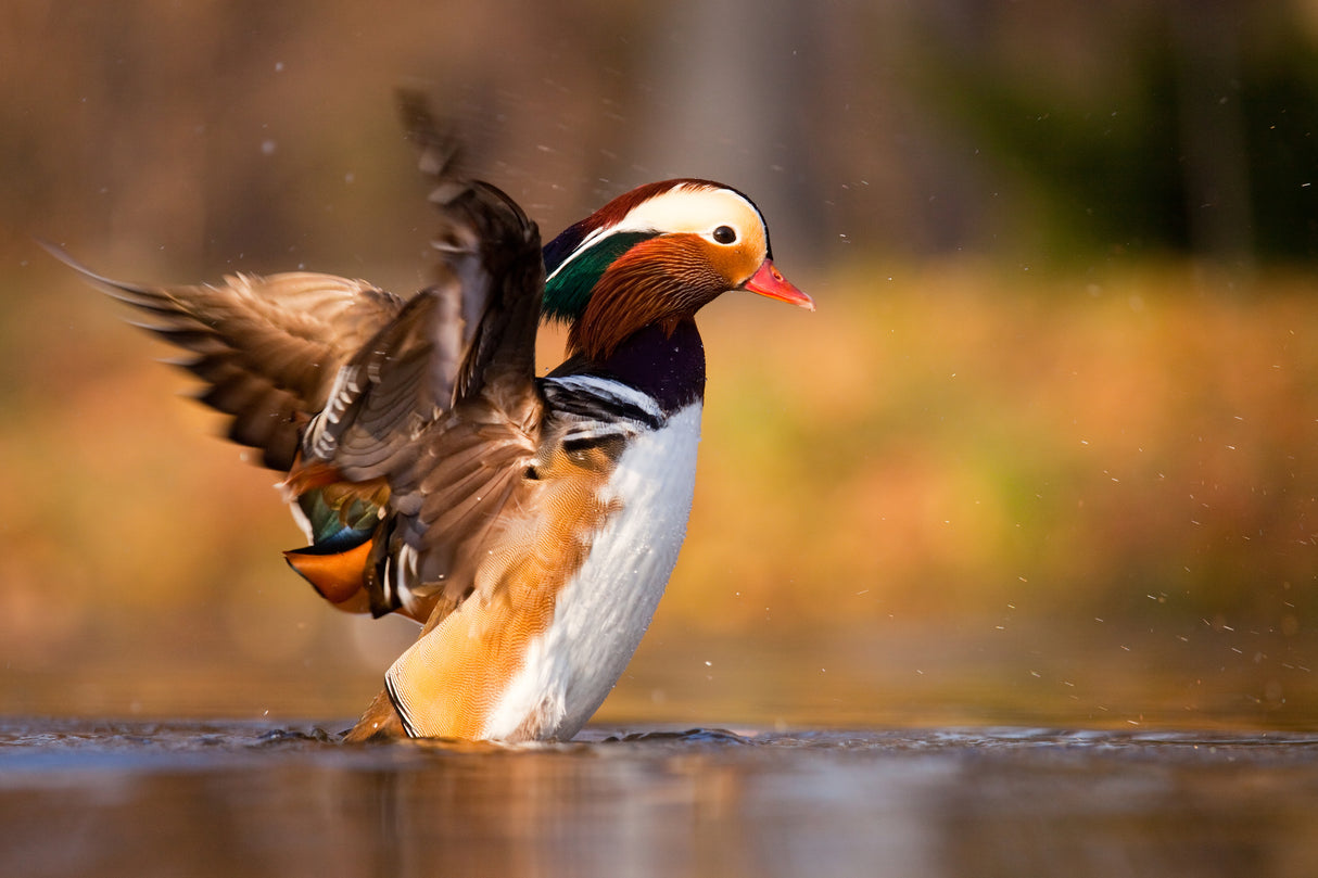 Mandarin duck Poster och Canvastavla