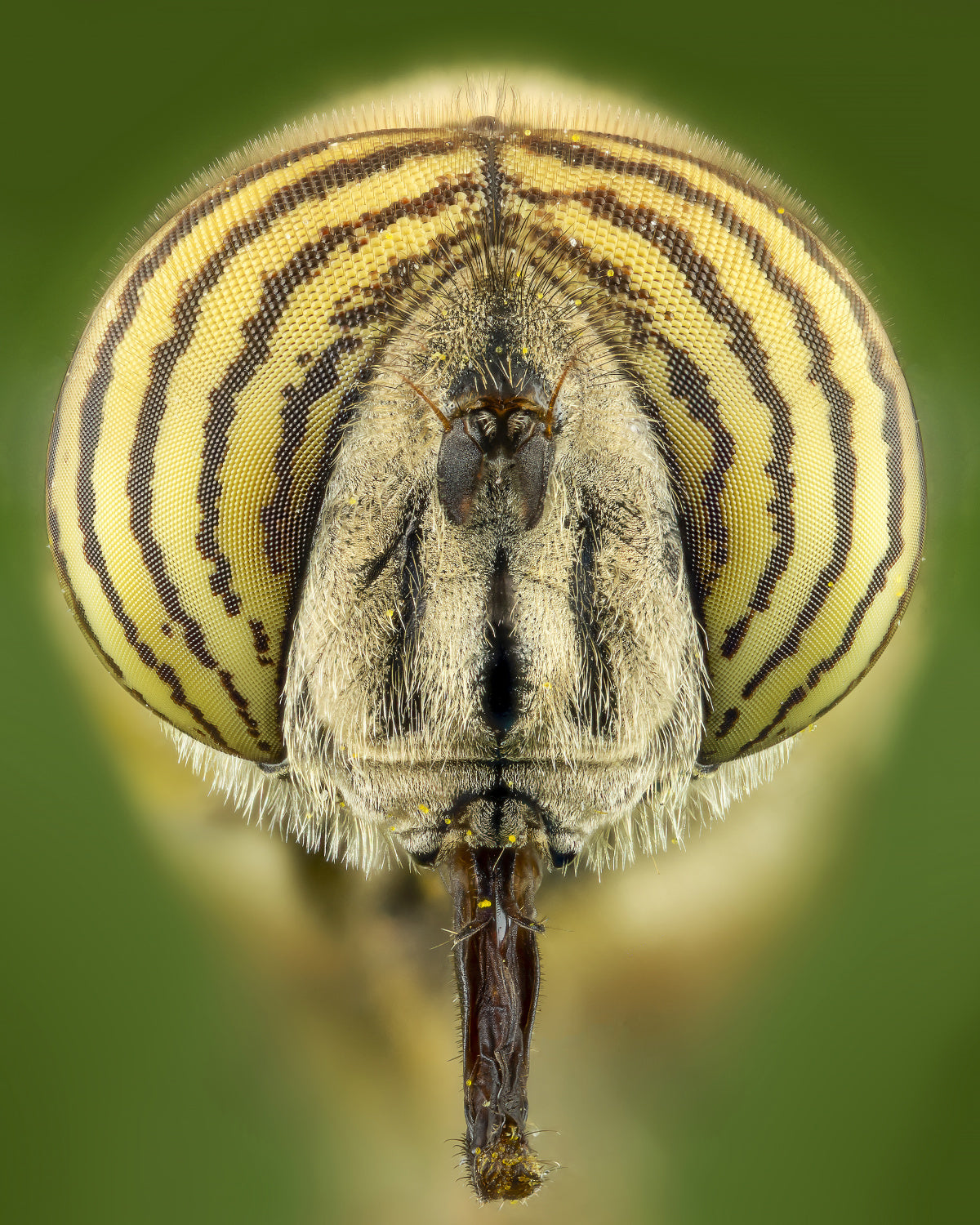 Flower fly Poster och Canvastavla