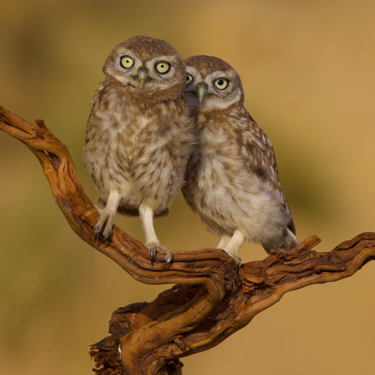 Little owls Poster och Canvastavla