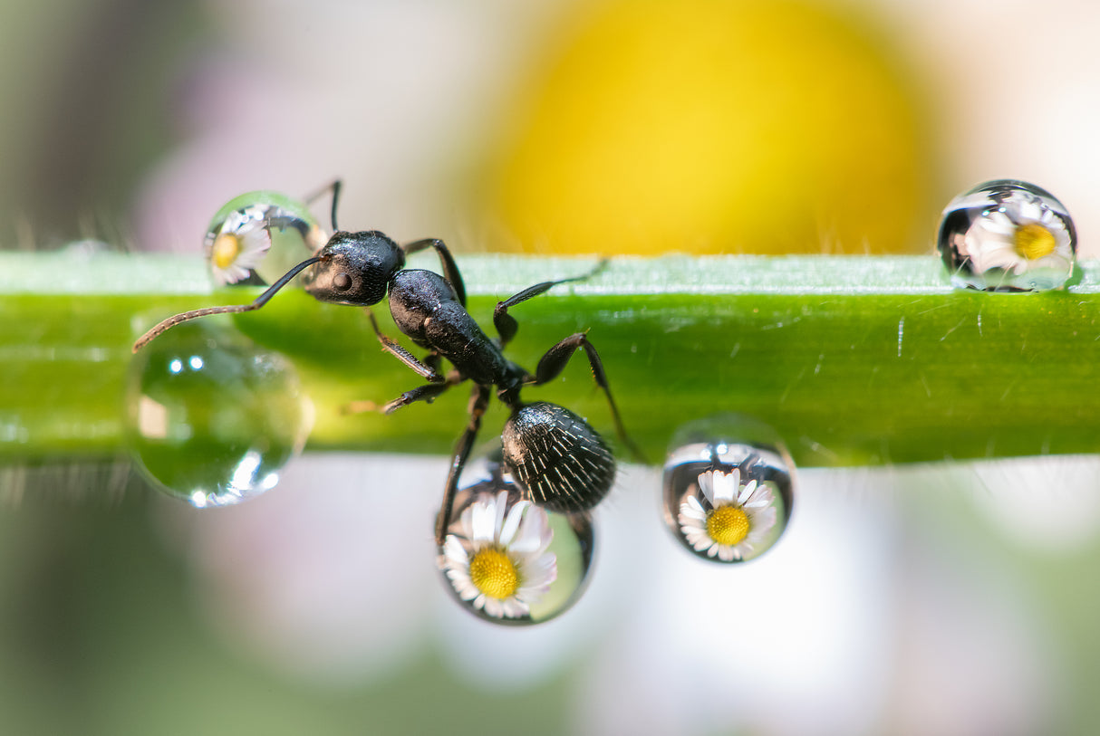 the ant between the drops Poster och Canvastavla