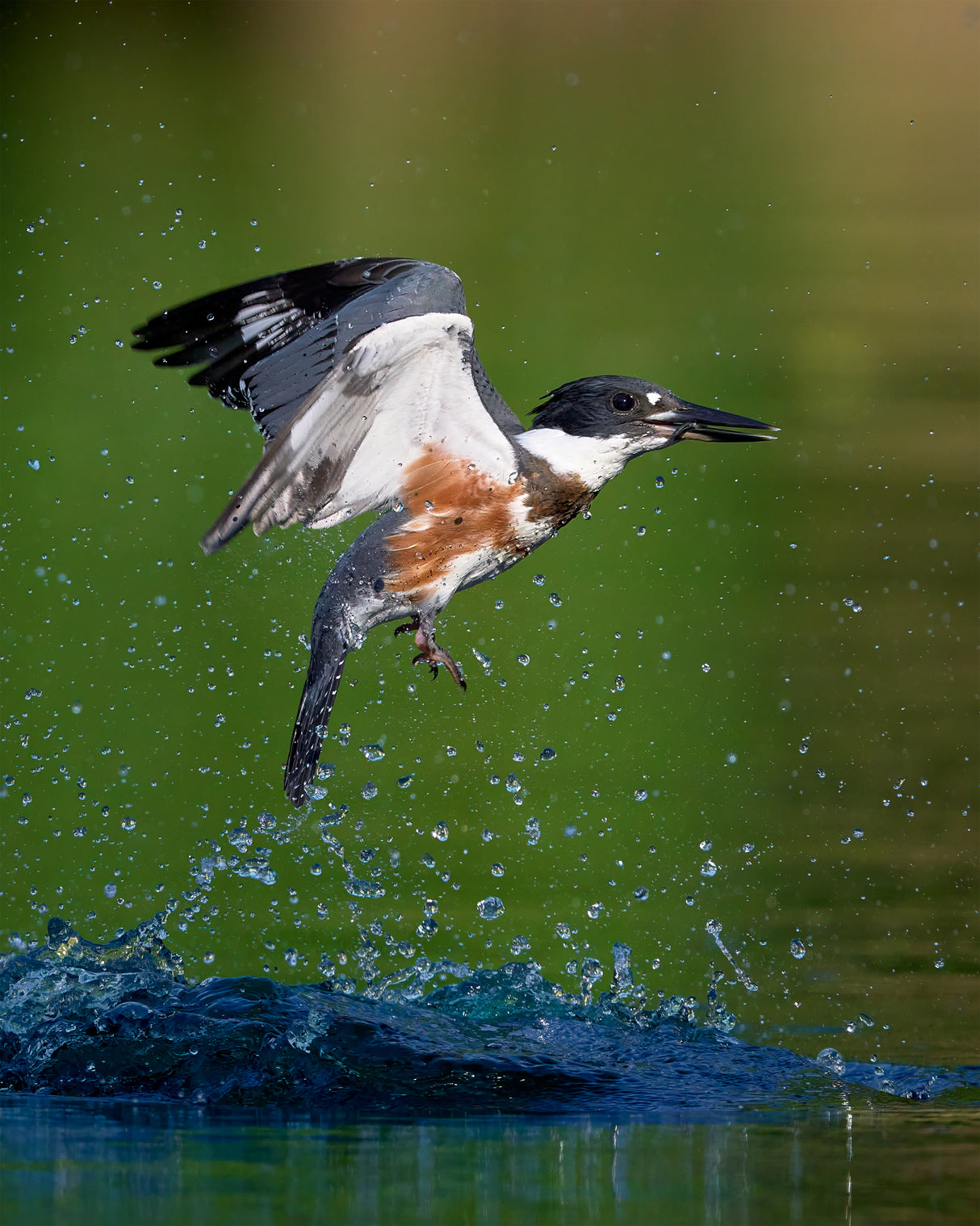 Belted Kingfisher with catch Poster och Canvastavla