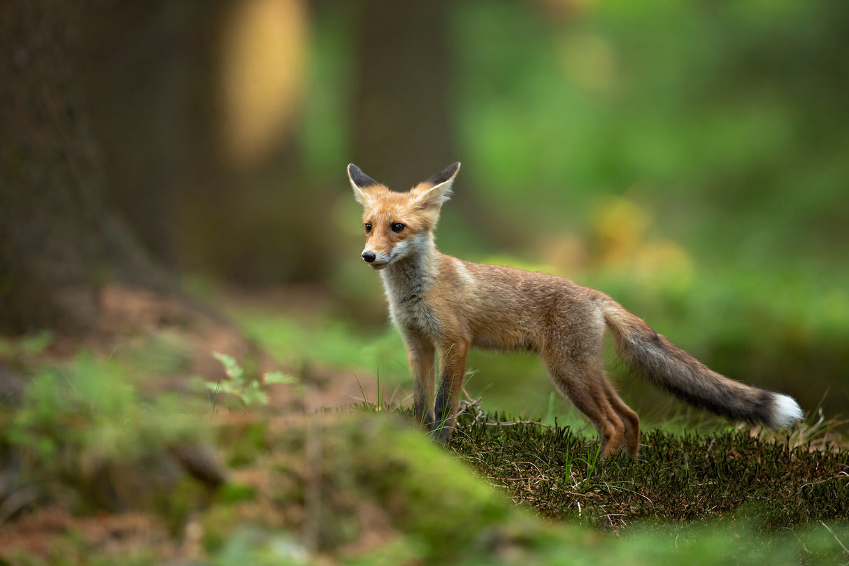 Red Fox Poster och Canvastavla