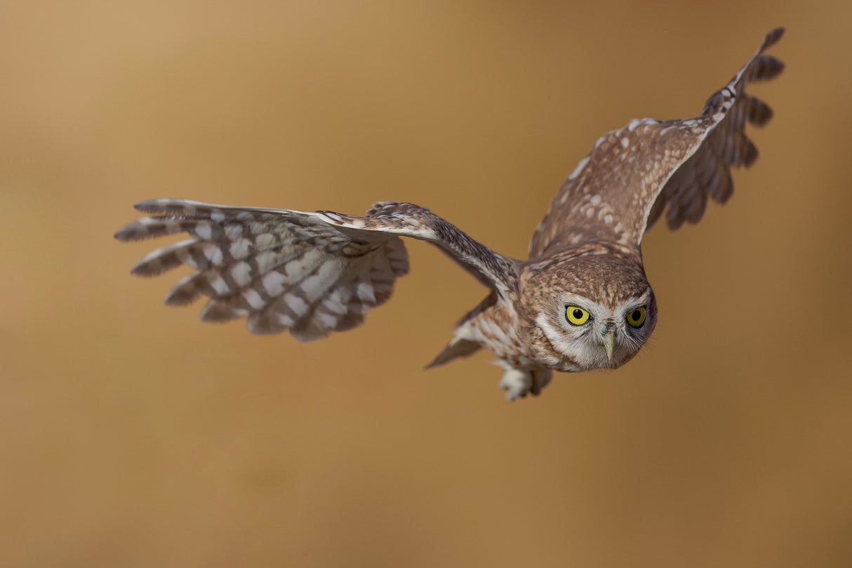 Little owl Poster och Canvastavla