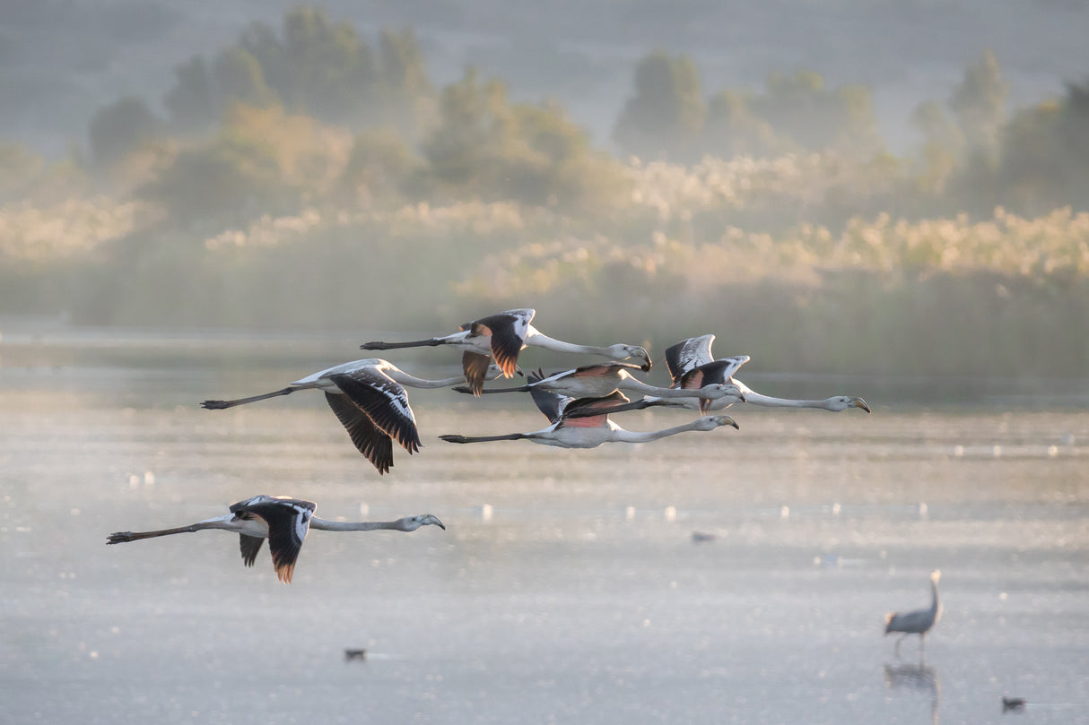 Greater Flamingos in flight ... Poster och Canvastavla