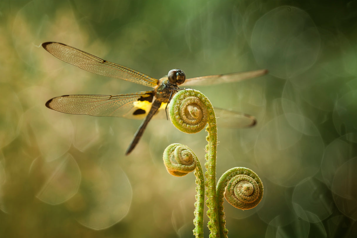 Dragonfly and Ferns Poster och Canvastavla