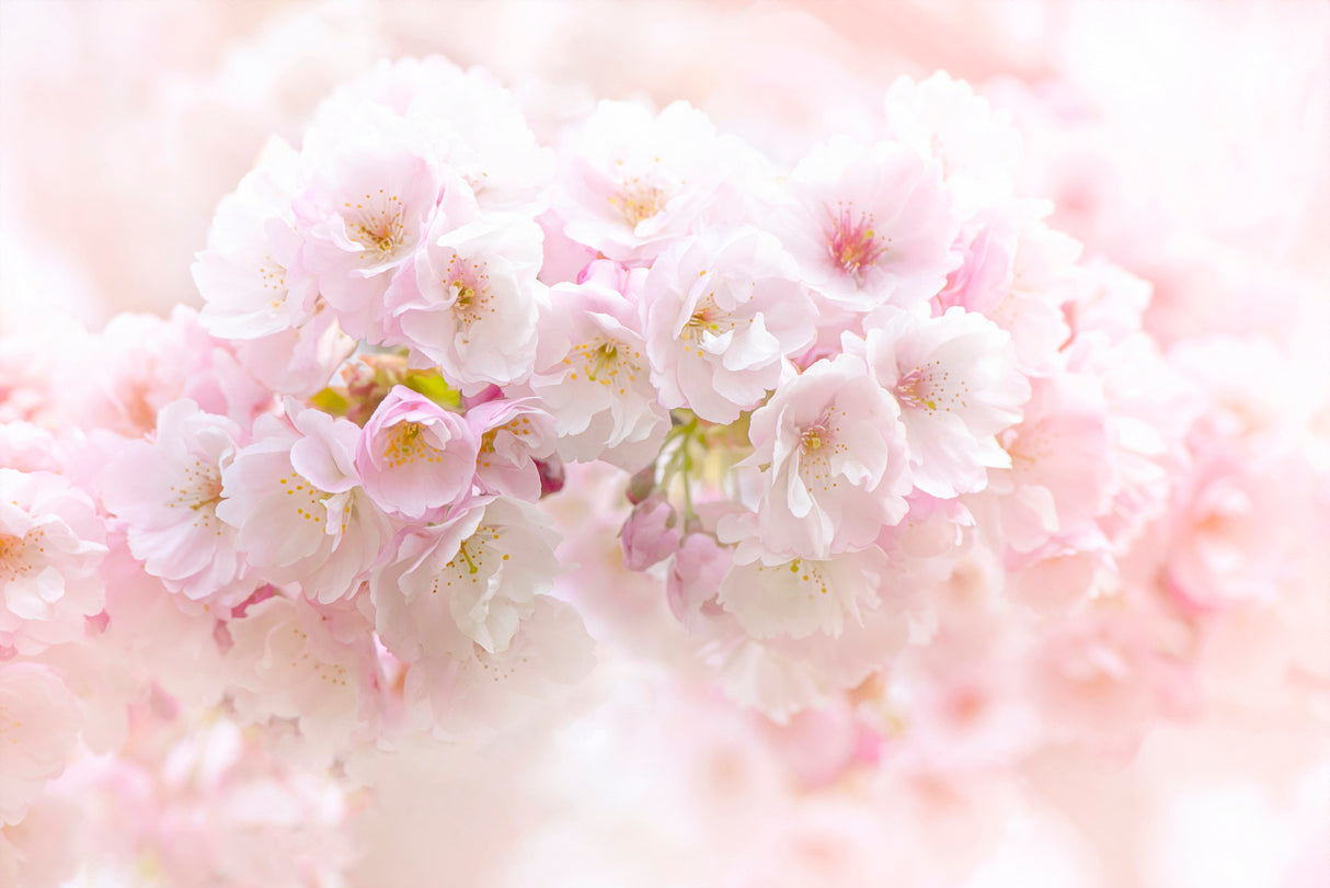 Spring Blossom Poster och Canvastavla