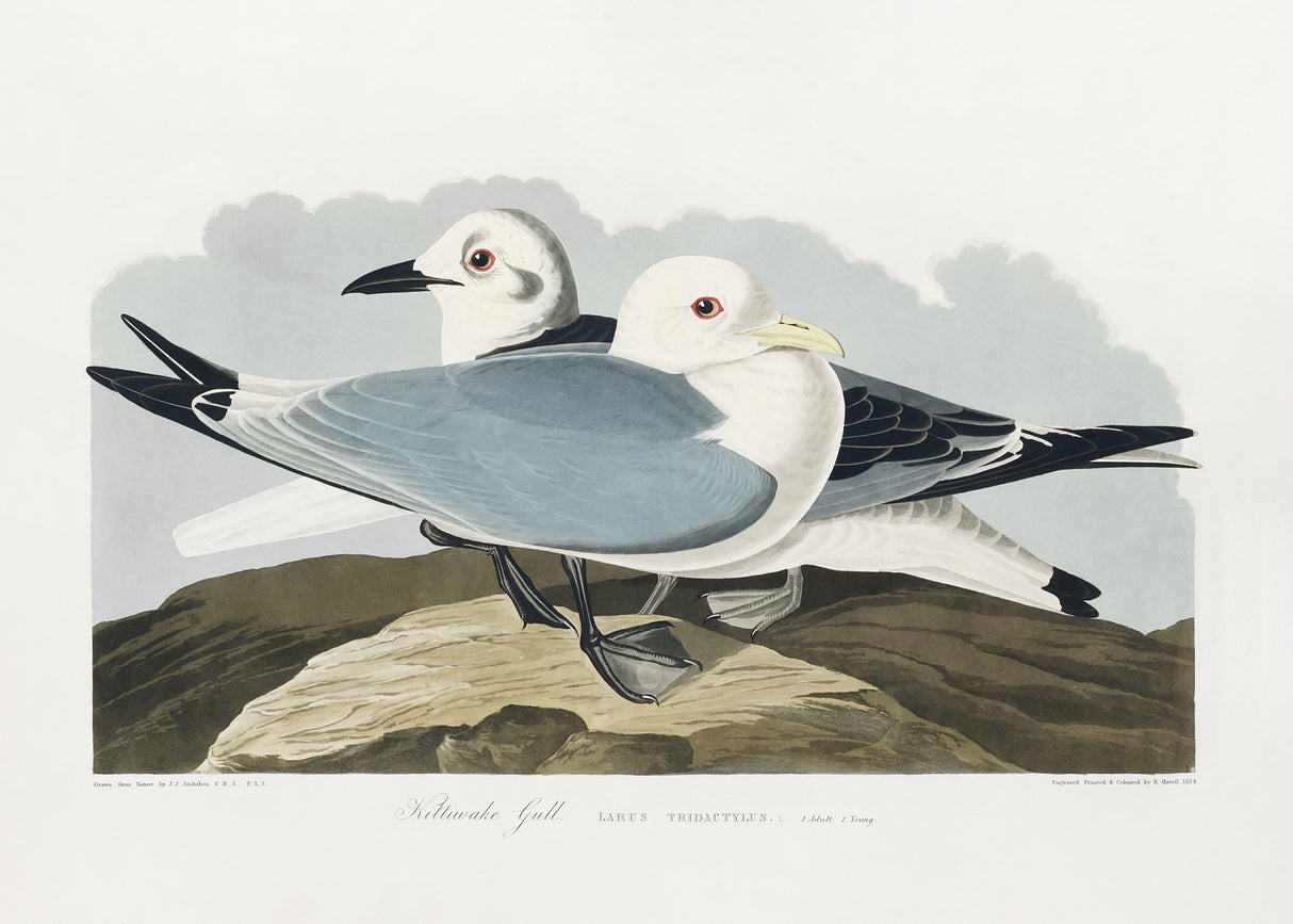 Kittiwake Gull From Birds of America (1827) Poster och Canvastavla