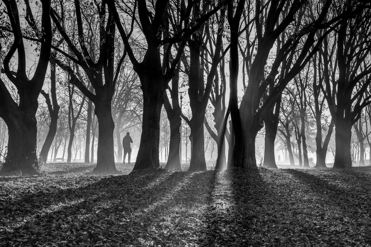 The light of winter morning Poster och Canvastavla