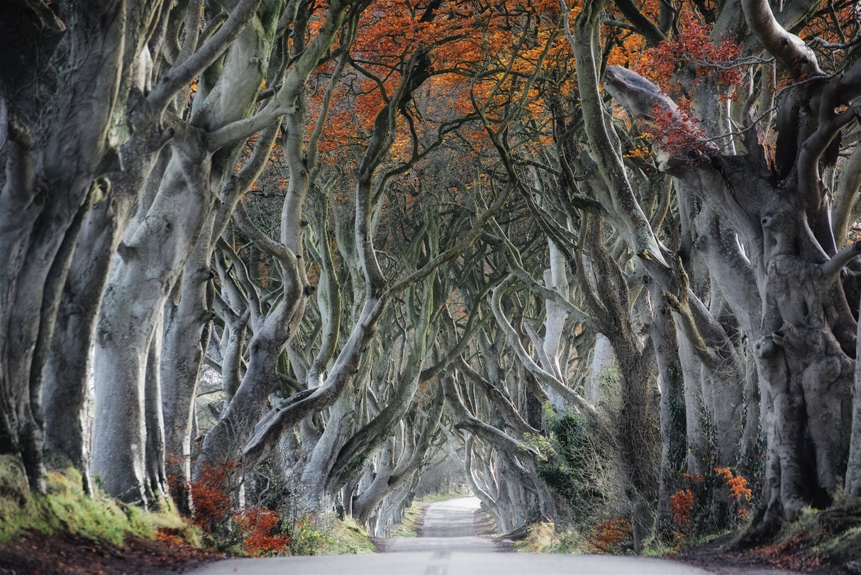 The Dark Hedges Poster och Canvastavla