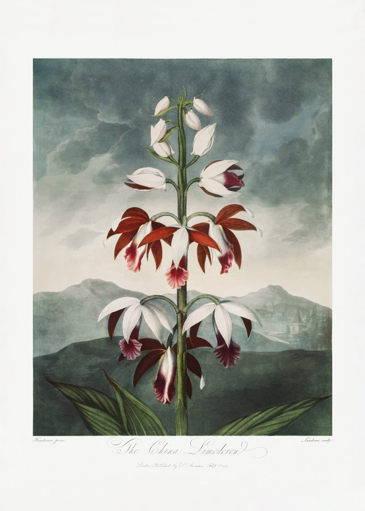 The Chinese Limodoron from The Temple of Flora (1807) Poster och Canvastavla