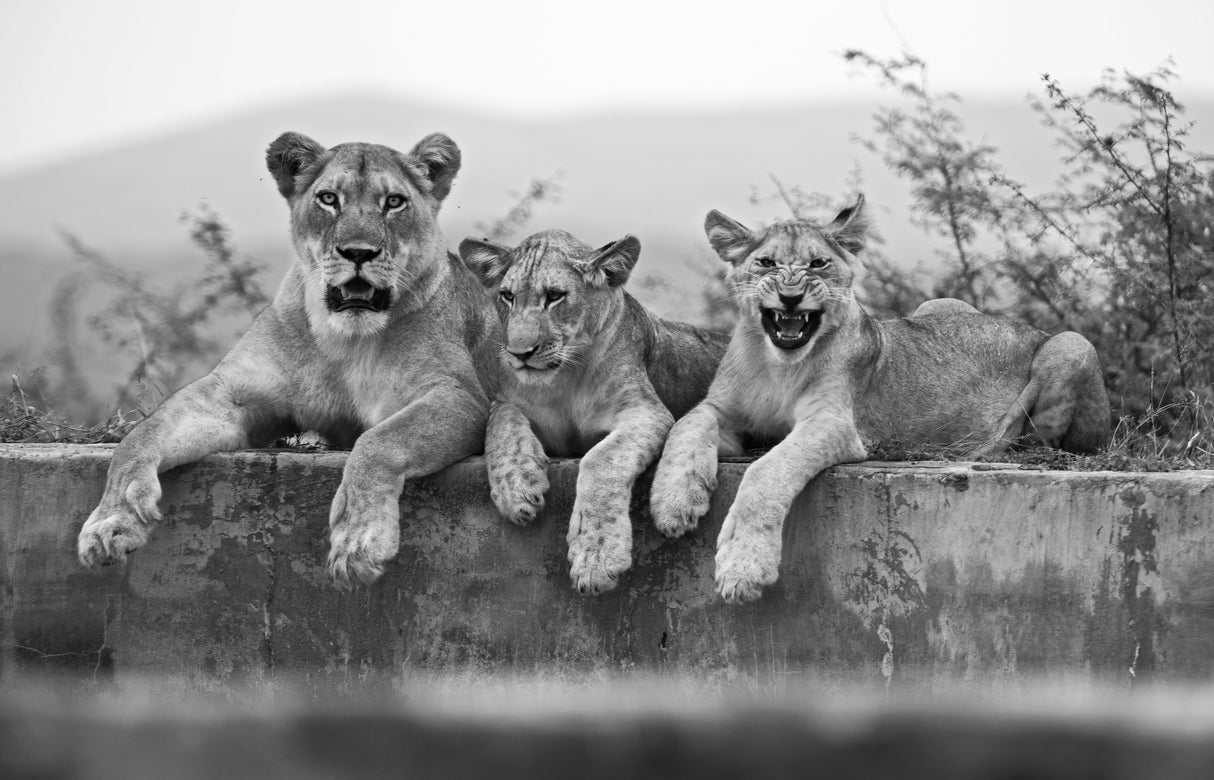 Lions Poster och Canvastavla
