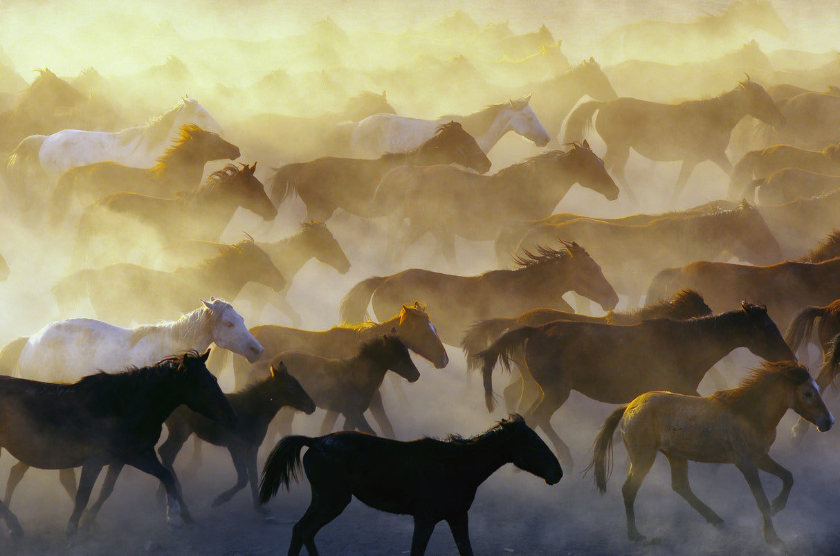 Wild horses Poster och Canvastavla