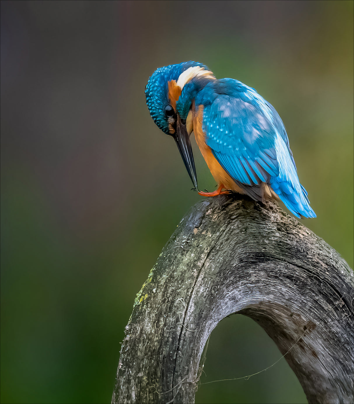 ijsvogel Poster och Canvastavla