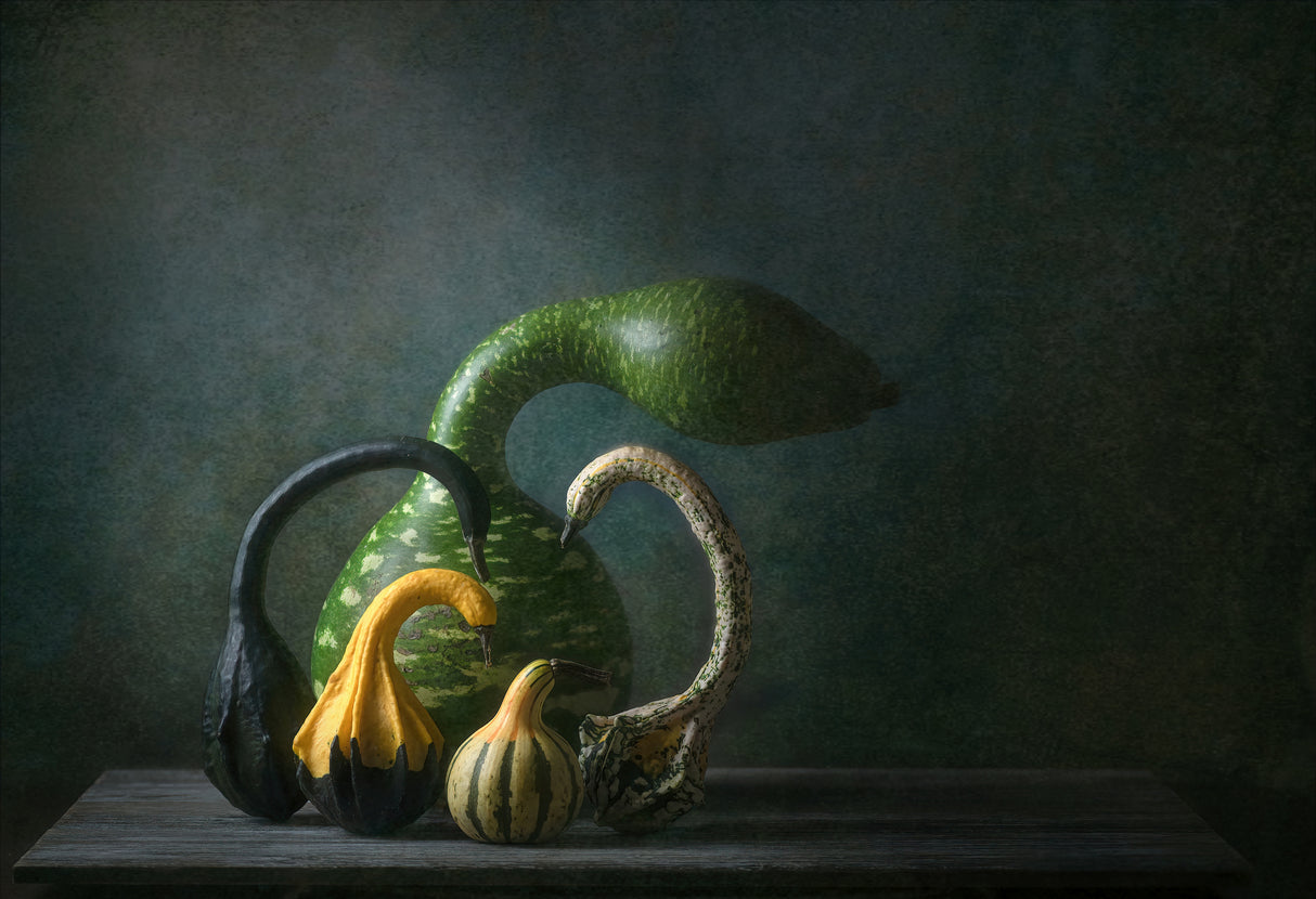 Swan Gourds Poster och Canvastavla