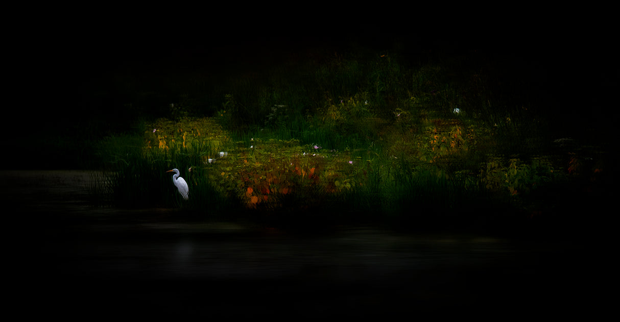 The pond Poster och Canvastavla