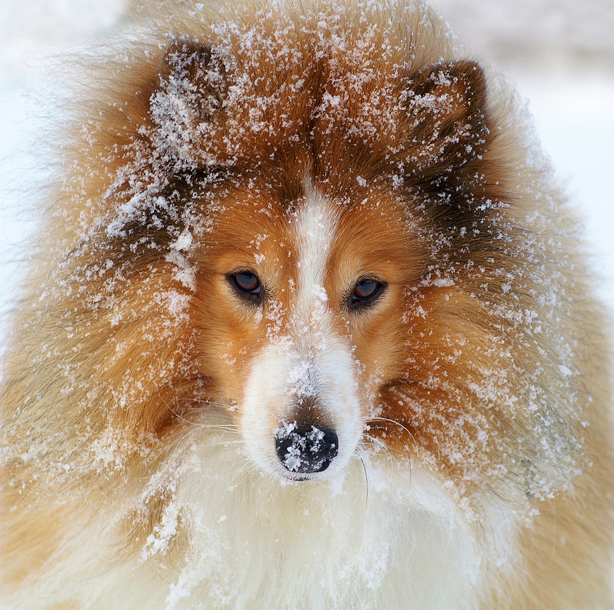 Sheltie dog Poster och Canvastavla