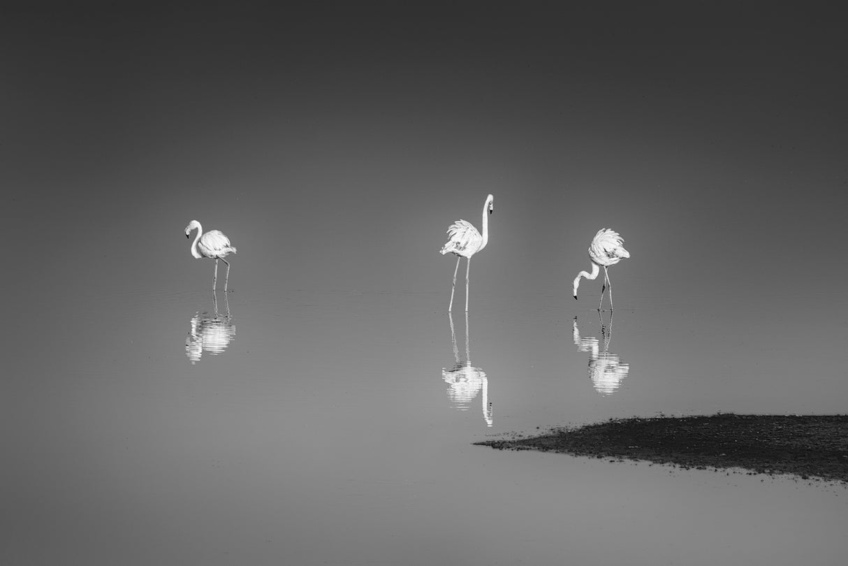 Three Flamingos Poster och Canvastavla