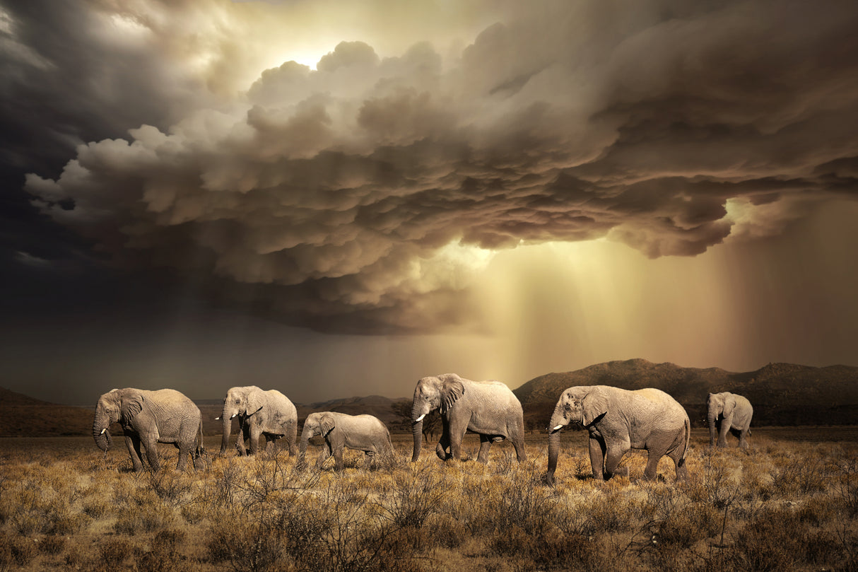 FreeElephants Poster och Canvastavla