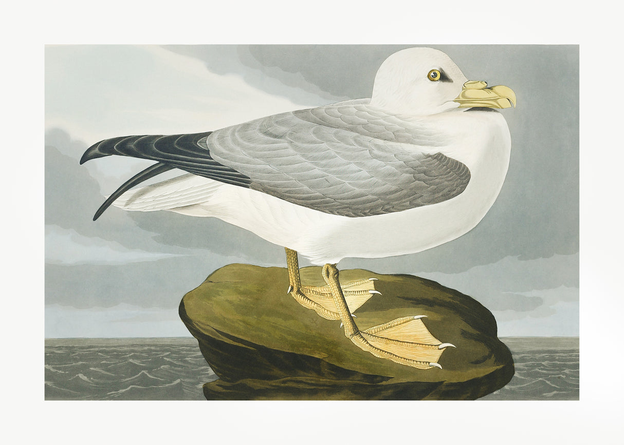 Fulmar Petrel From Birds of America (1827) Poster och Canvastavla