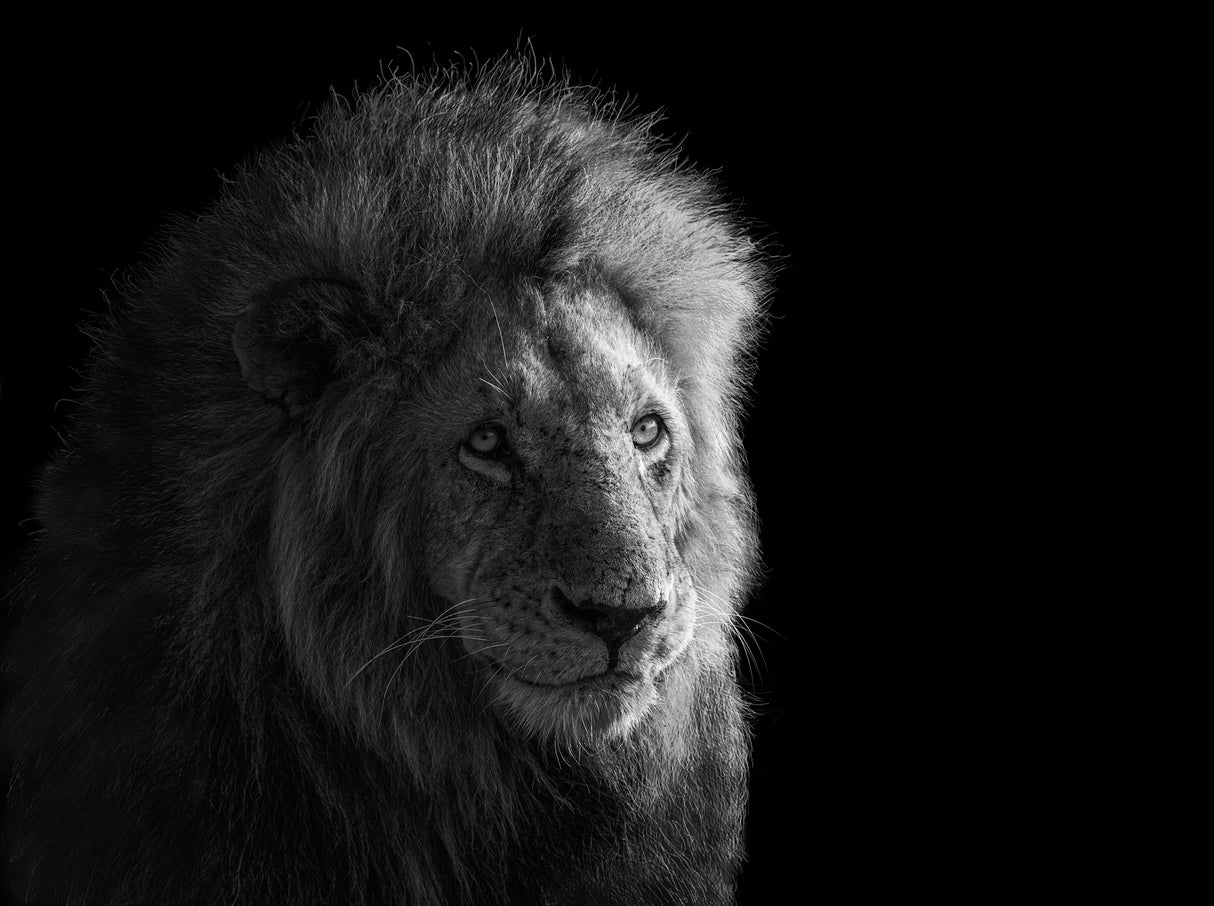 Portrait of Simba Poster och Canvastavla