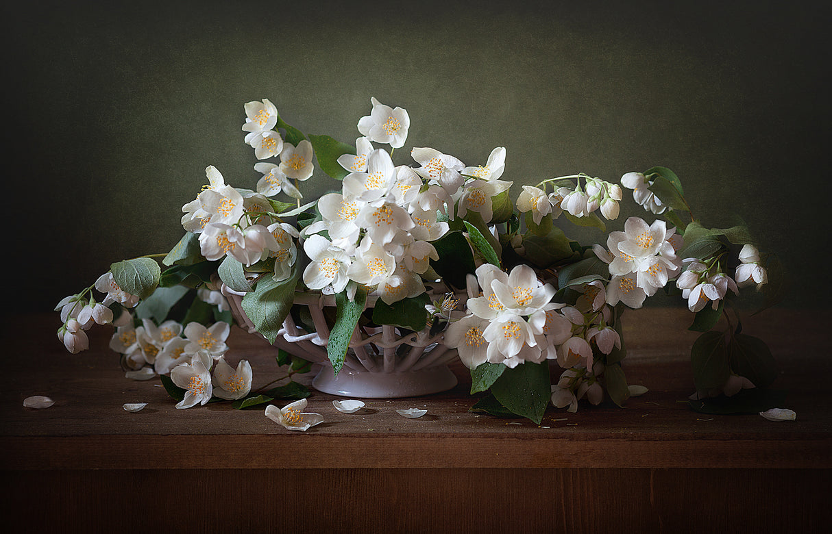 Jasmine Poster och Canvastavla