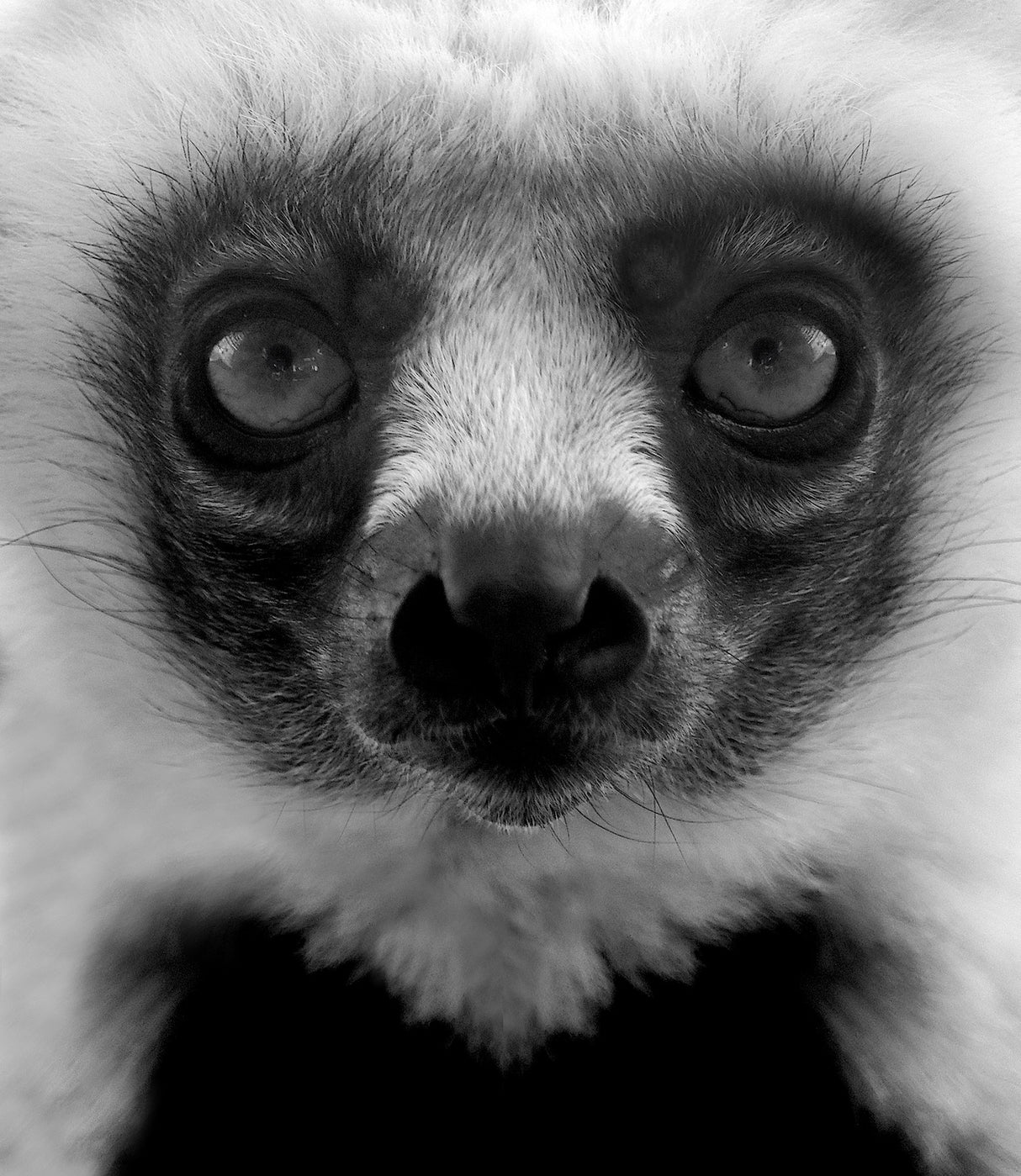 Portrait of a young Lemur. Poster och Canvastavla