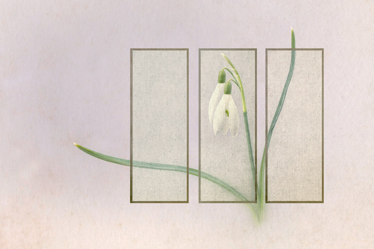Triptych Poster och Canvastavla