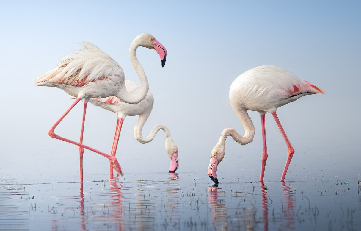 Greater Flamingos Poster och Canvastavla