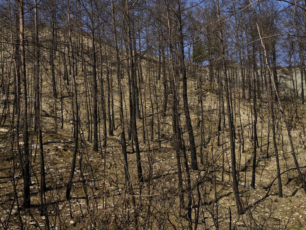 burnt trees in the forest Poster och Canvastavla