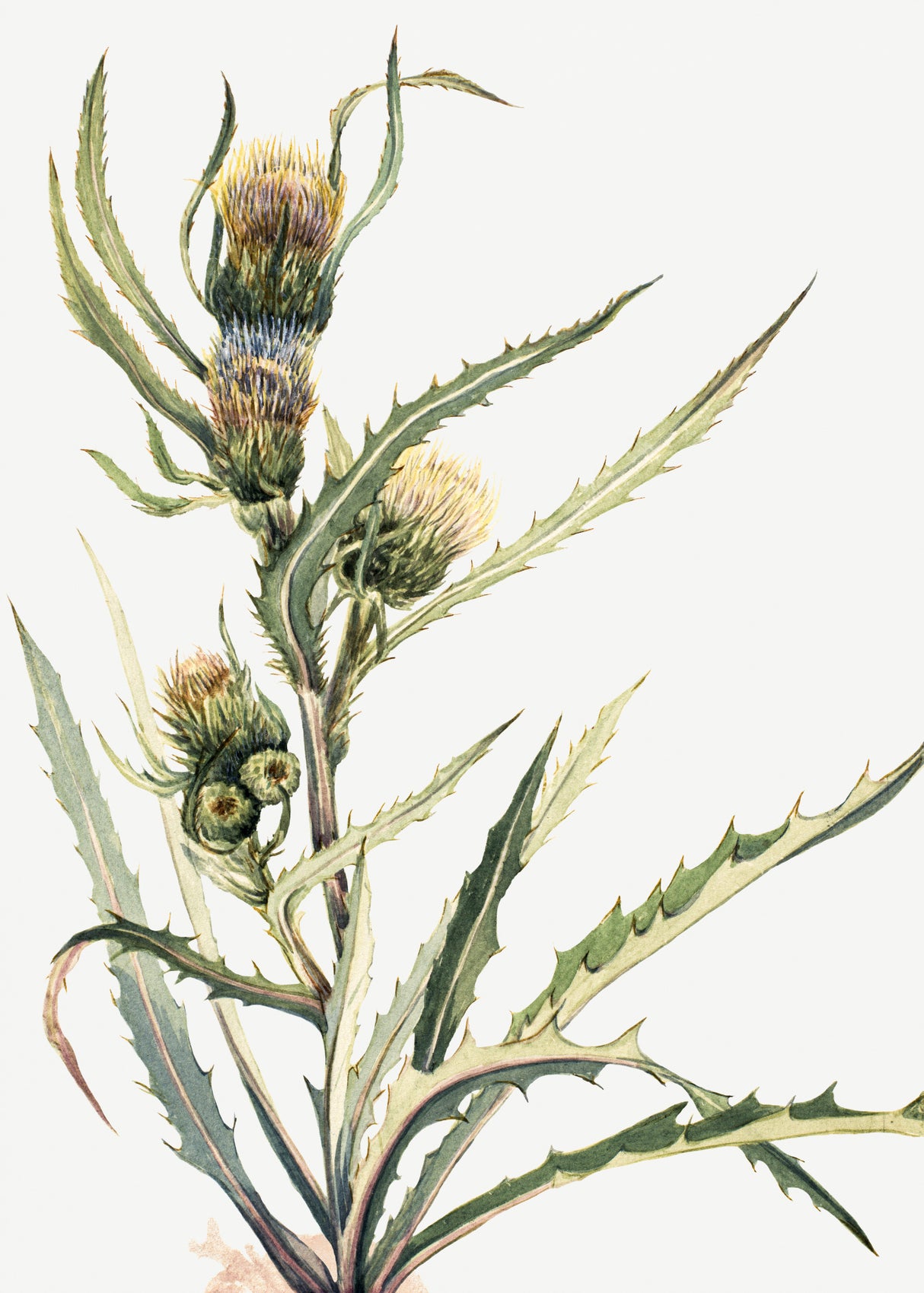 White Thistle Poster och Canvastavla