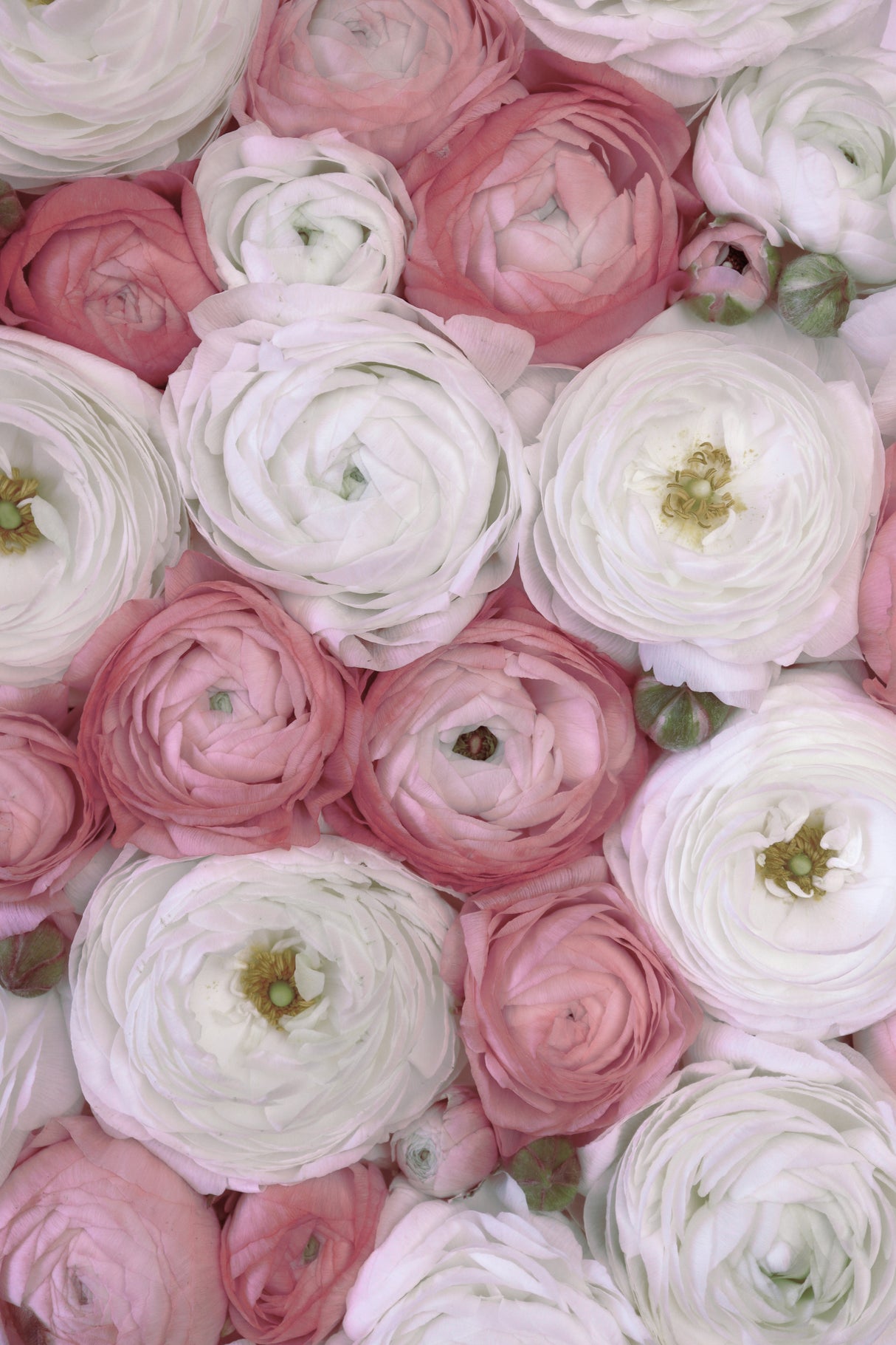 Scattered ranunculus in muted pink II Poster och Canvastavla