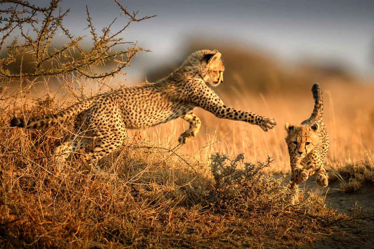 Two cheetahs in the morning light Poster och Canvastavla